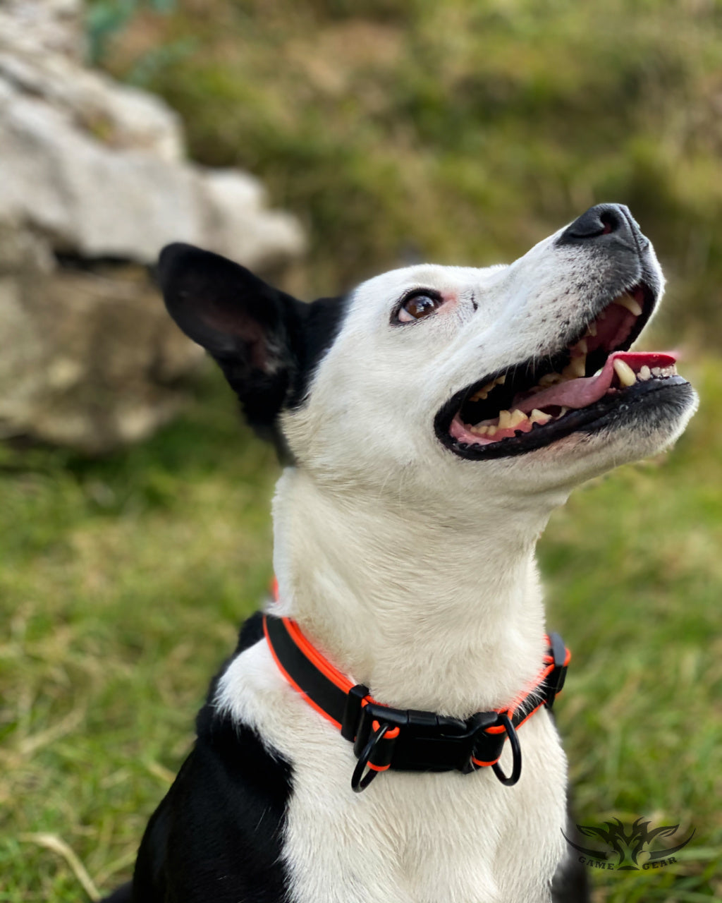 Game Gear Silicone Rubber Dog Collar on dog